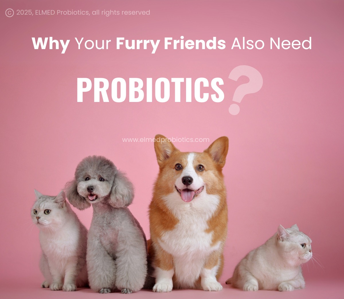 Why Your Pet Needs Probiotics